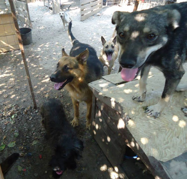 rinty with his new doggy friends