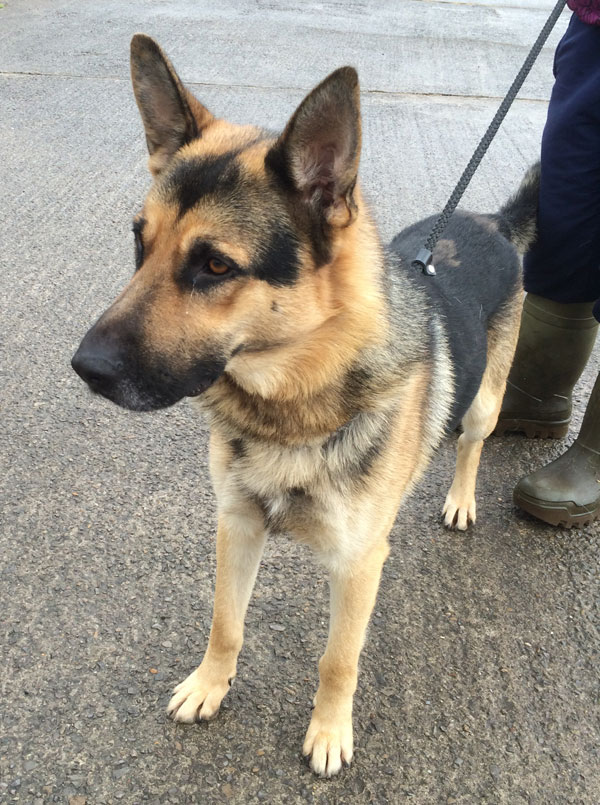 Rodney theyoung german shepherd says he can't help being such a handsome boy