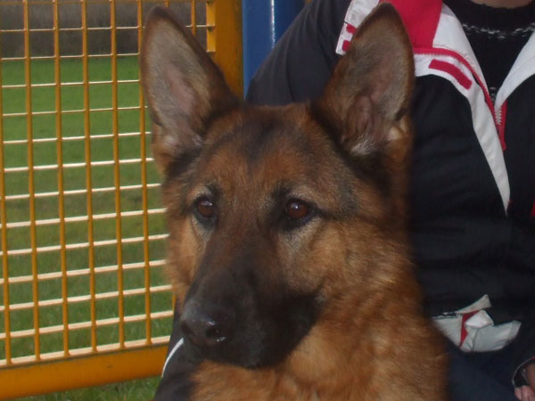 very pretty romanian german shepherd now in the uk