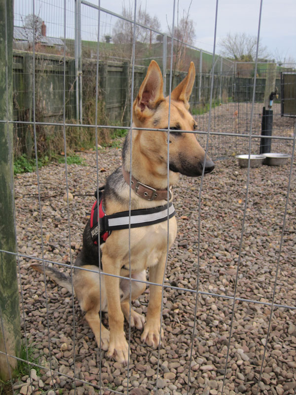 
Romeo is a lovely young dog now looking for his forever home