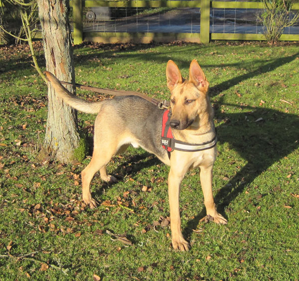 Romeo young gsd cross is such a handsome dog