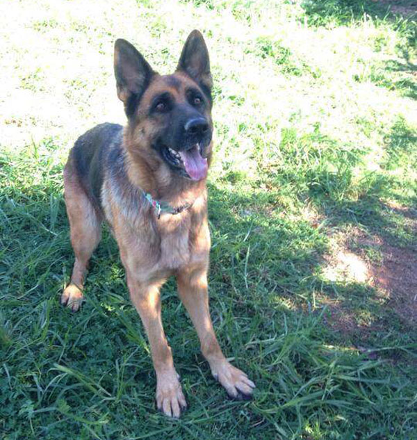 rose the german shepherd would like to play