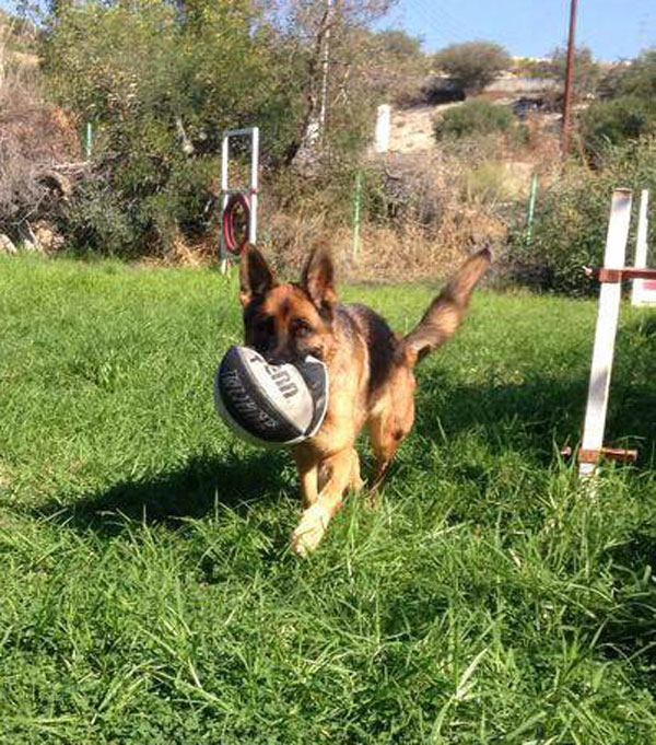 Rose lthe gsd oves her punctured football