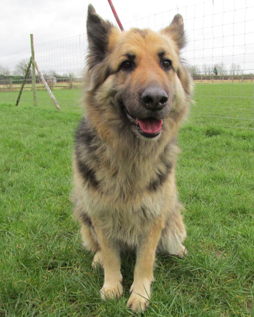 roxy semi coated german shepherd