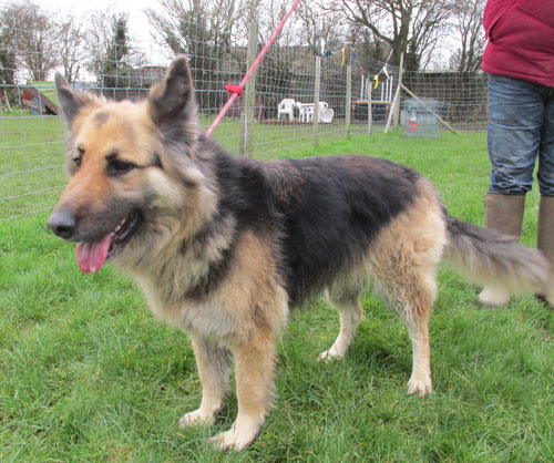 gsd after a good wash and grooming