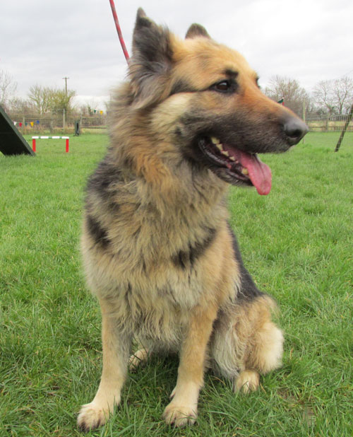 very pretty roxy the semi coated german shepherd