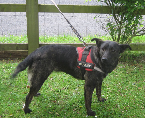 ruby a young emale pup rescued from a terrible shelter