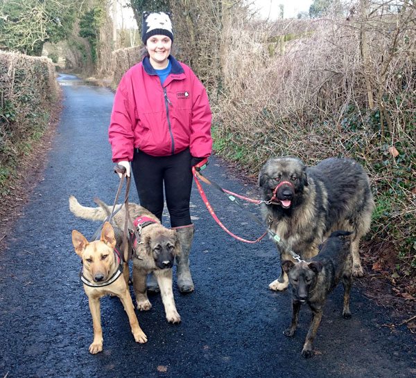 Ruby out walking with some of the rest of the gang