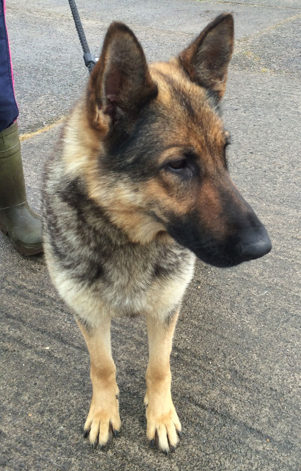 ruby a young gsd in rescue through no fault of her own