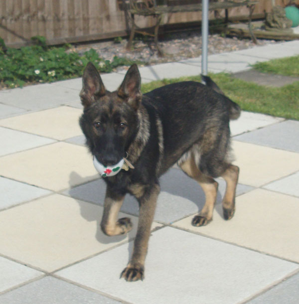 rufus german shepherd puppy playing with his ball