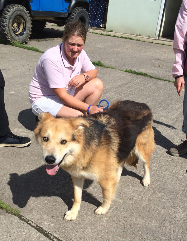 Rupert the gsd cross finally plucked up the courage to come out and say Hi