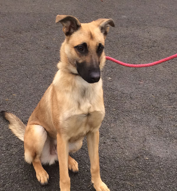 Rylie is a GSD / malinois cross, only a puppy yet in rescue already