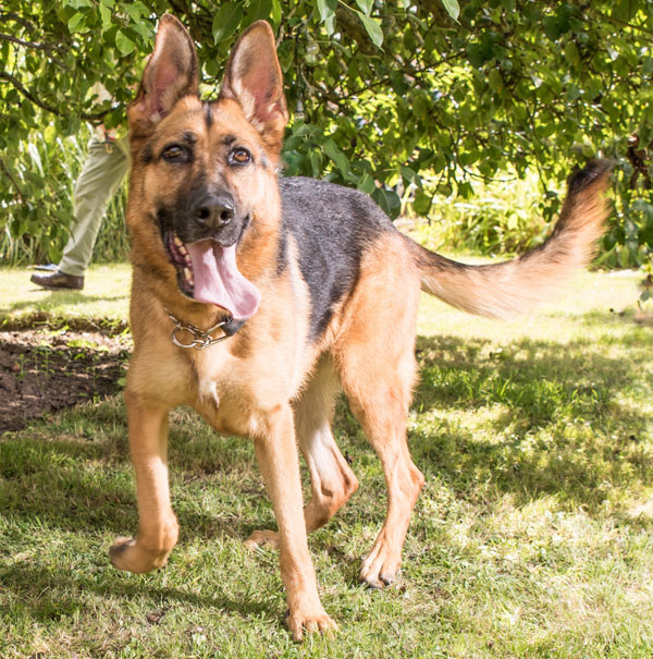 sadie a young gsd who is quick to learn and eager to please