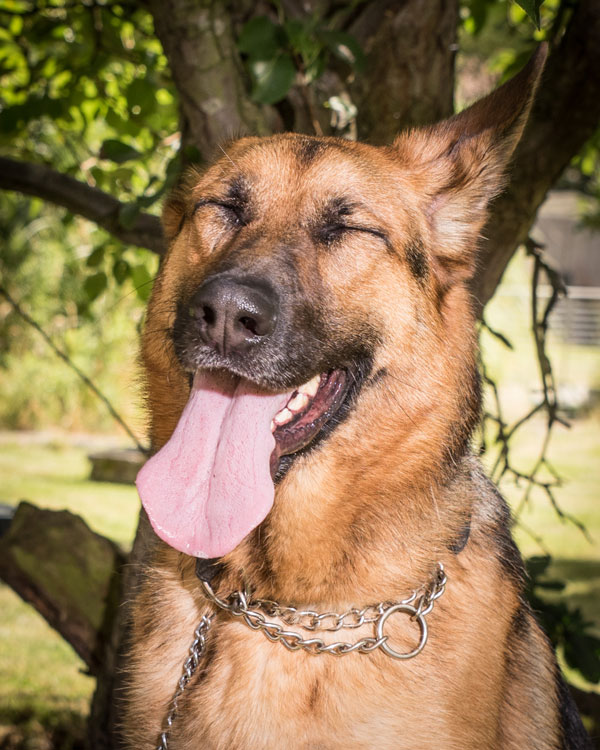 sadie young german shepherd enjoying the sunshine