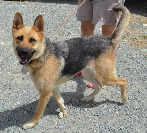 Sadie the young gsd out in Cyprus is a pretty girl