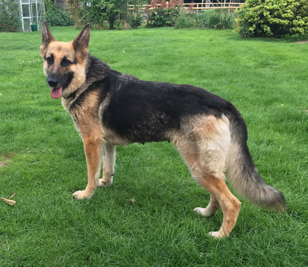 sally the gsd who was left tied to a tree whilst she was heavily pregnant