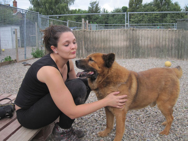 samson the gsd chow cross enjoying a fuss