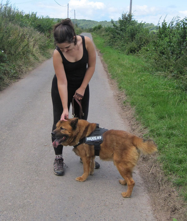 samson the gsd chow cross enjoying a walk