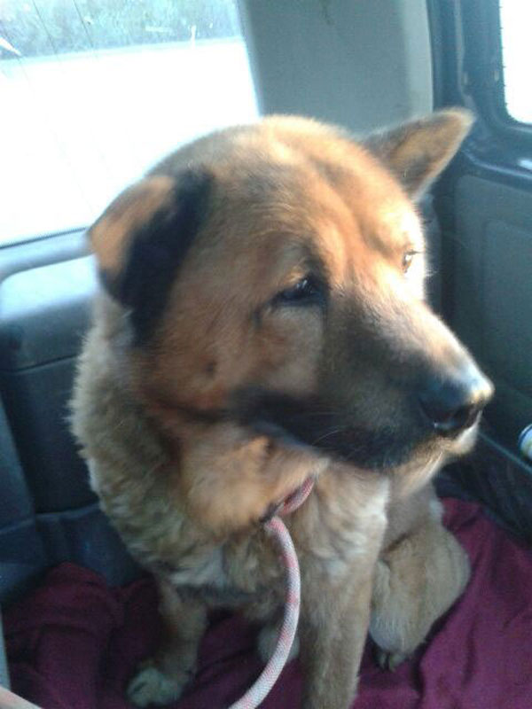 samsung chow gsd cross sitting on the car seat