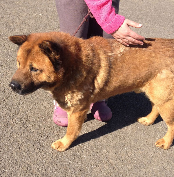 samsung big handsome cuddly chow gsd cross