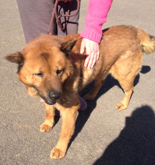 handsome chow gsd cross