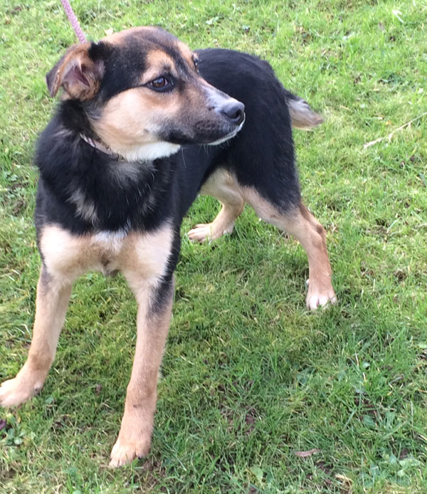 Scamp is such a lovely puppy but doesn't sit or stand still for long