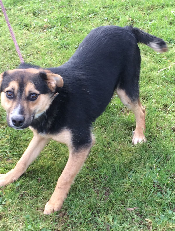 Scamp the gsd cross puppy says - do you want to play?