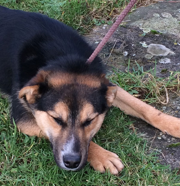 Scamp the gsd cross puppy says, if I close my eyes, will that camera go away?