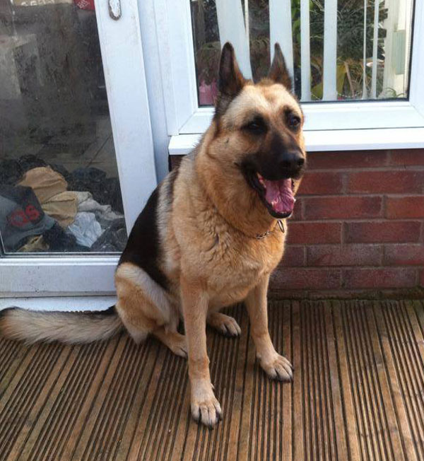 lovely placid german sheopherd scoobie