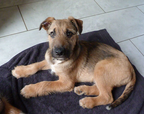 How sweet is our Seb the gsd cross puppy?