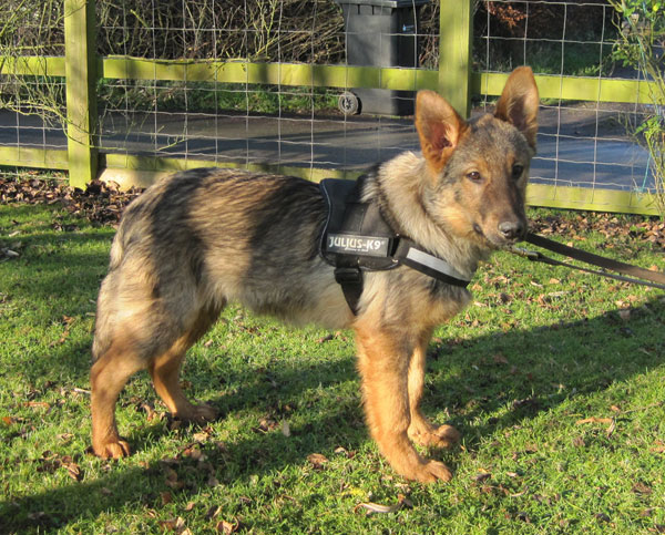 handsome young sable coated german shepherd