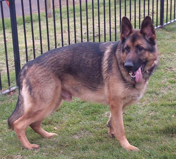 very handsome sable coated Shadow the german shepherd