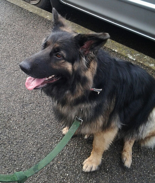 shadow 22mth old gsd