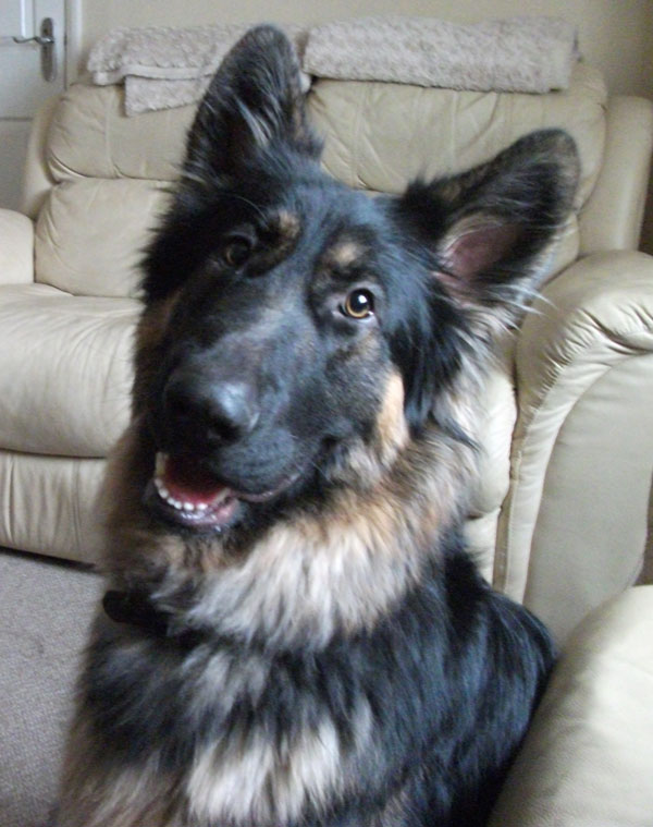 gorgeous black and gold long coat german shepherd