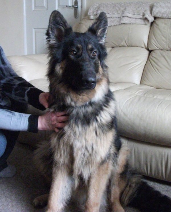 shadow beautiful gsd posing for his photograph