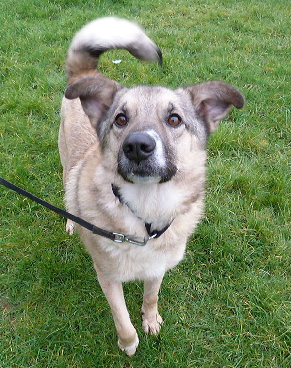 very cute gsd cross shane