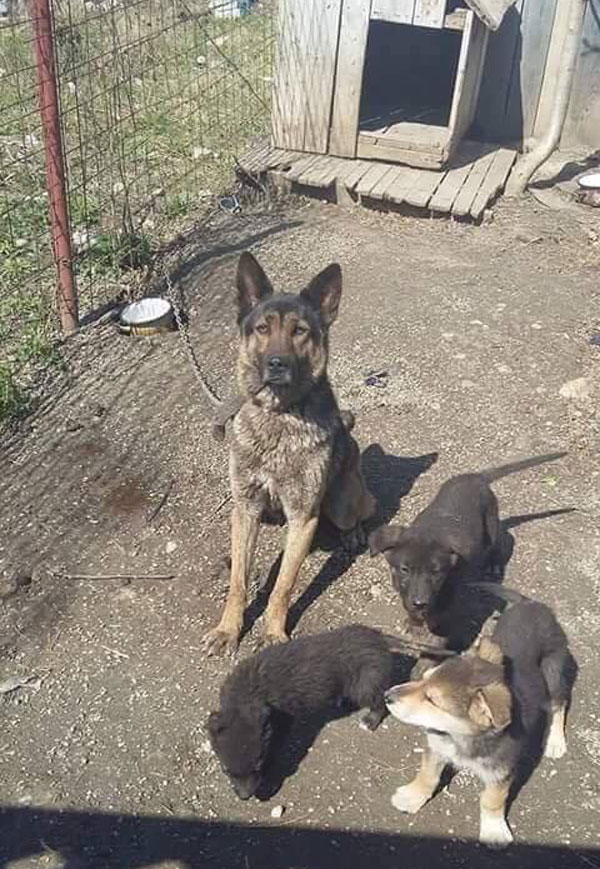 sienna the gsd spent her life on a chain having puppies