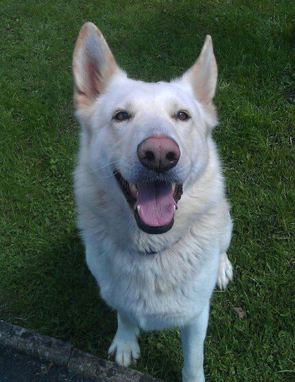 Simba beautiful white gsd