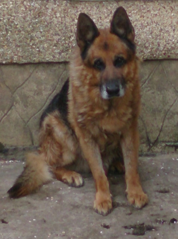 simba 14 year oild german shepherd looking for a new home