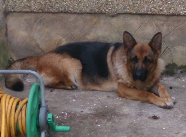 amber gsd looking for a new home with her friend Simba