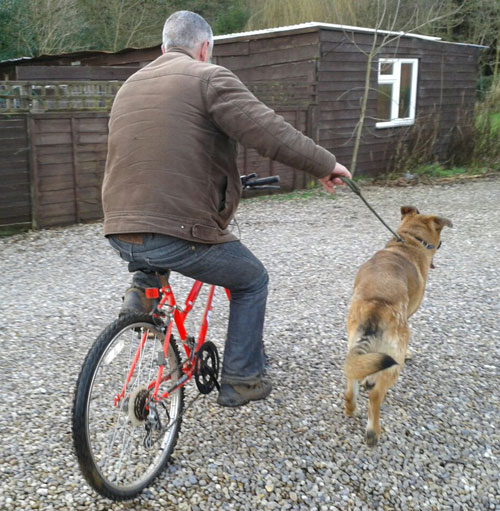 simba the german shepherd cross getting ready for a run