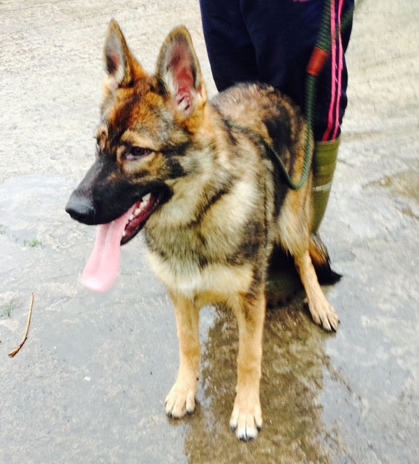 amber pretty gsd puppy with unusual colour and markings