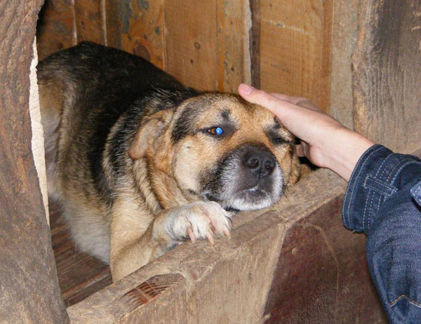 smiley the gsd cross before he came to the uk