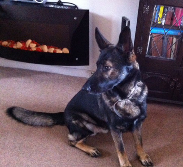 snoop the gsd will make a fantastic family pet