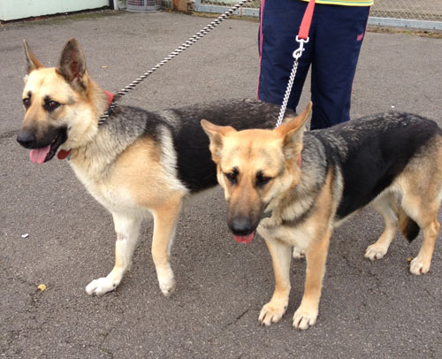 sophie and sonia german shepherd sisters