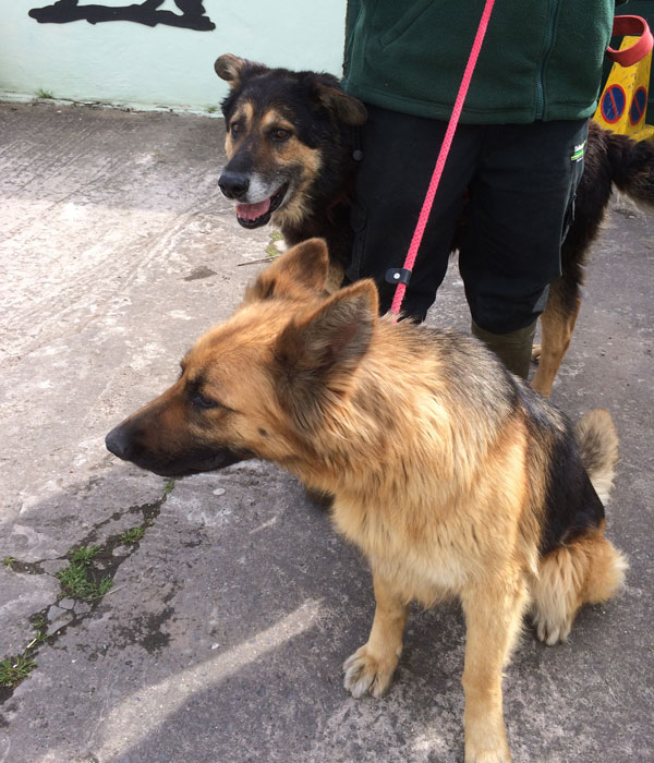 Shep and his best friend Sorina also a german shepherd