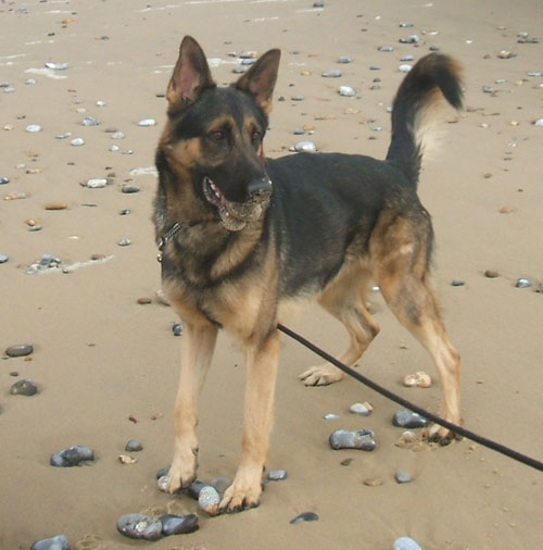 sparky the german shepherd excited at being on the beach