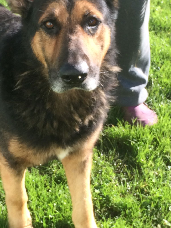 spencer the older german shepherd needs a home