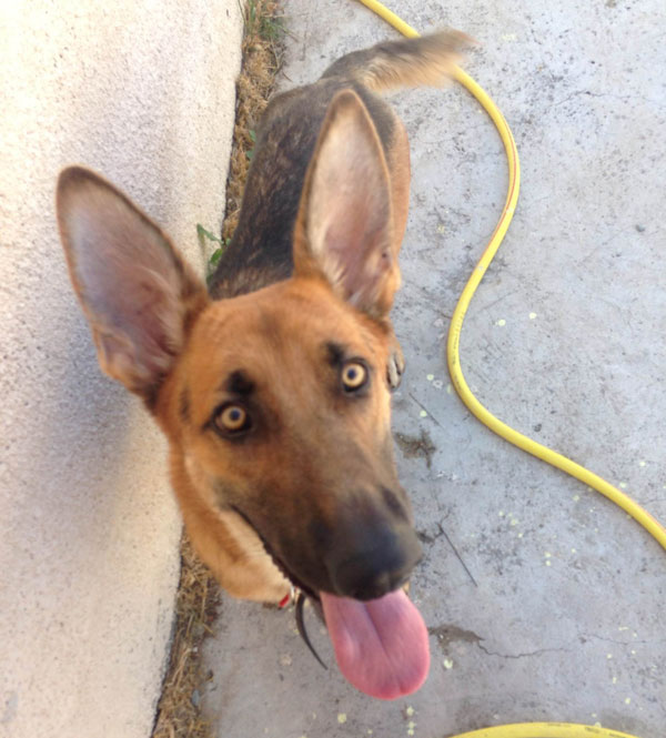 steven the gsd with gorgeous eyes