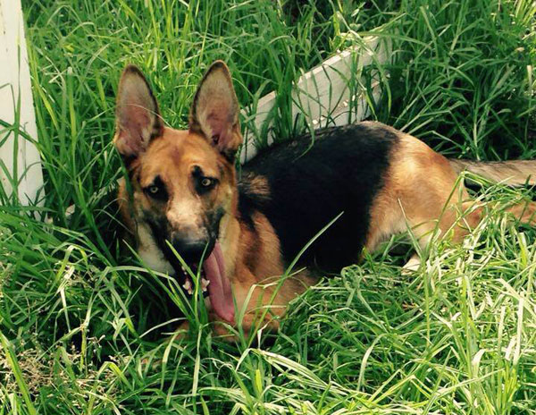 Steven the german shepherd dog chilling in the shade